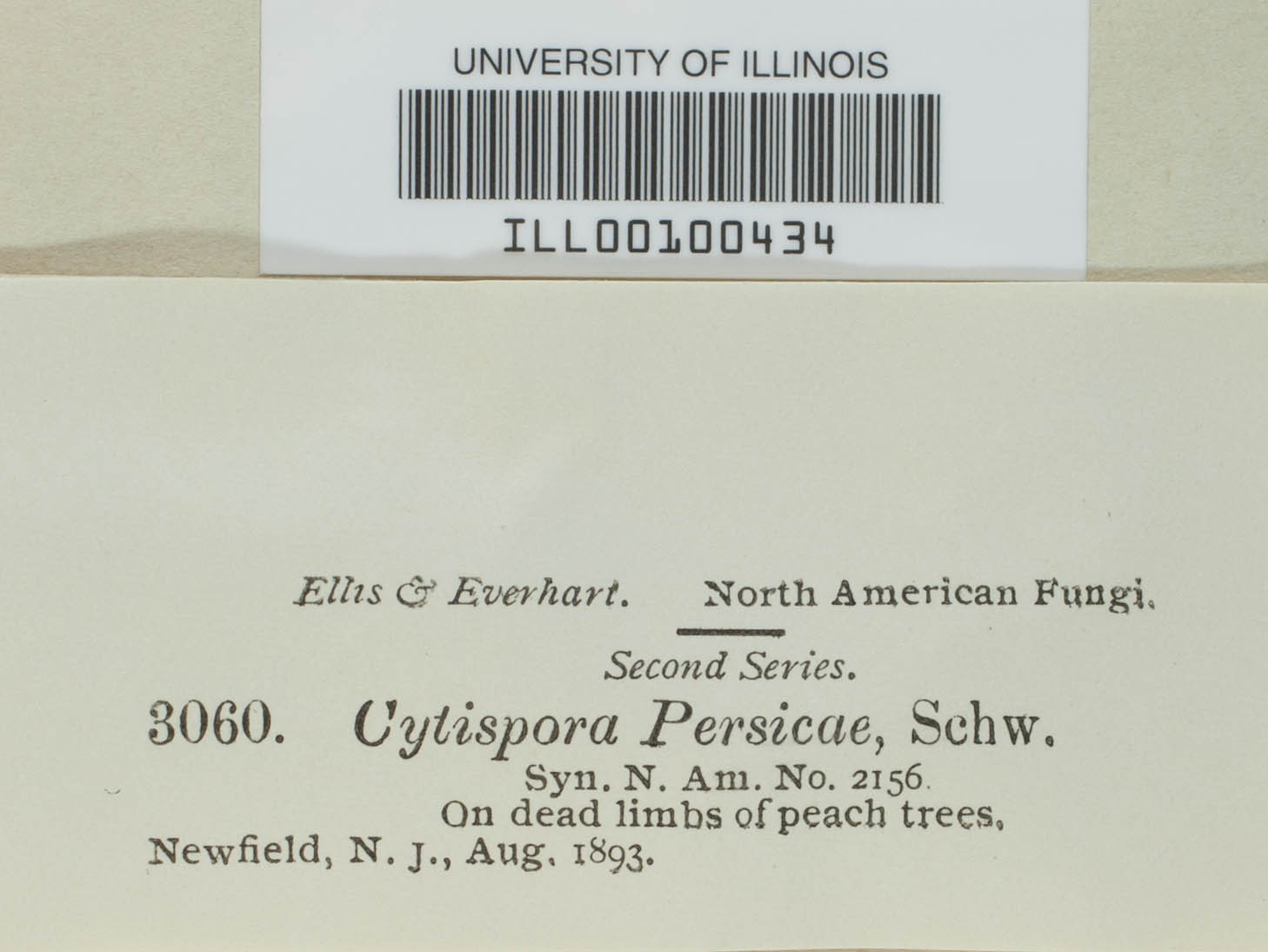 Cytispora persicae image