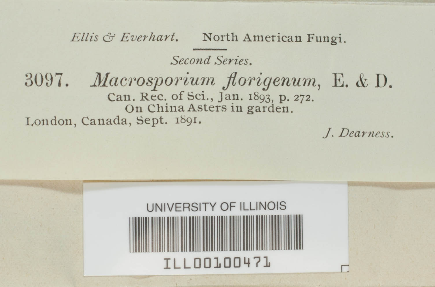 Macrosporium florigenum image