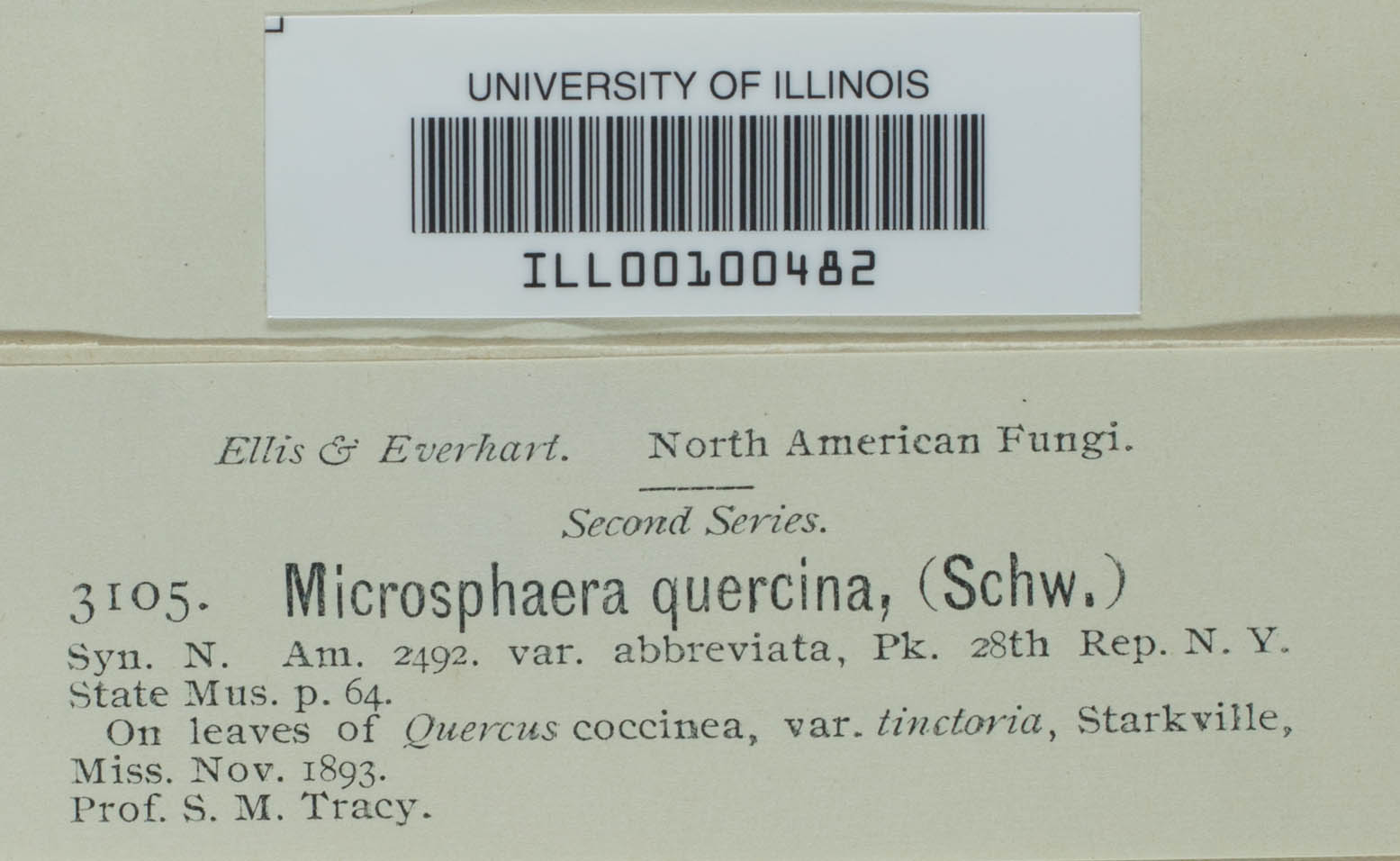 Microsphaera quercina image
