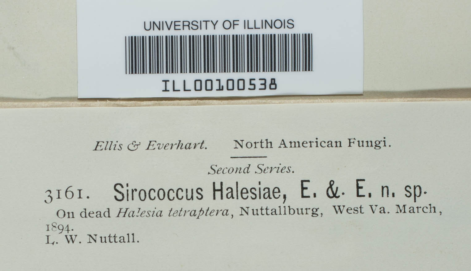 Sirococcus halesiae image