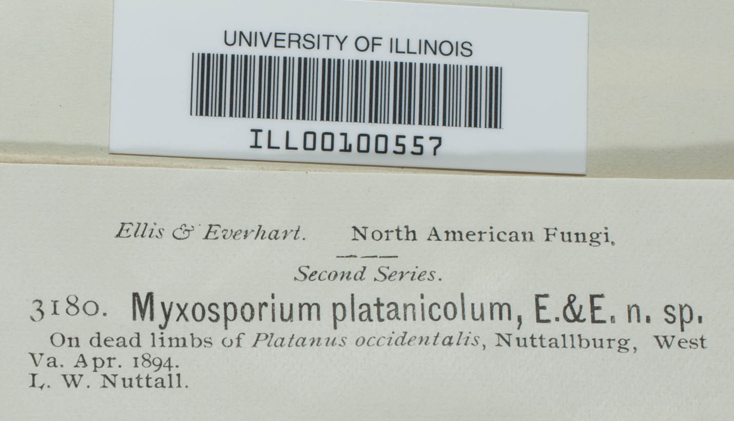 Myxosporium platanicolum image
