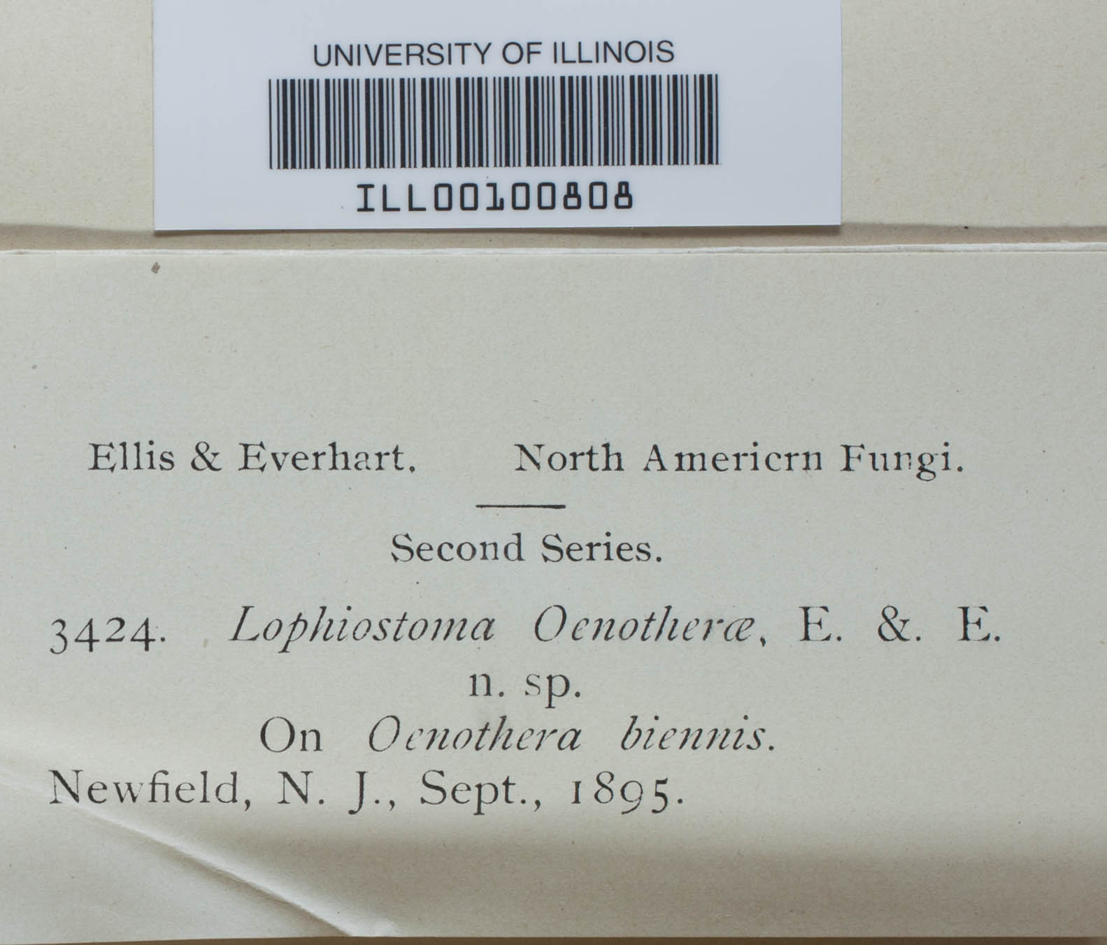 Lophiotrema curreyi image