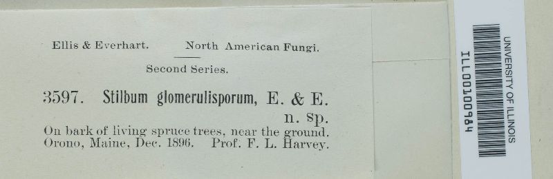 Stilbum glomerulisporum image