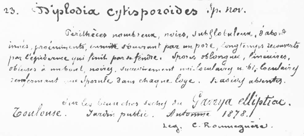 Diplodia cytosporoides image