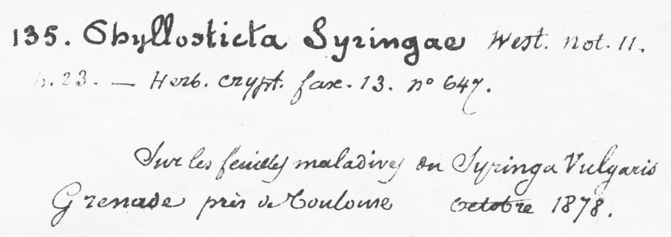 Phyllosticta syringae image