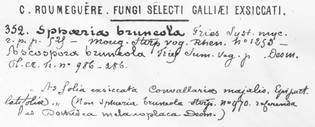 Phaeosphaeria nardi image