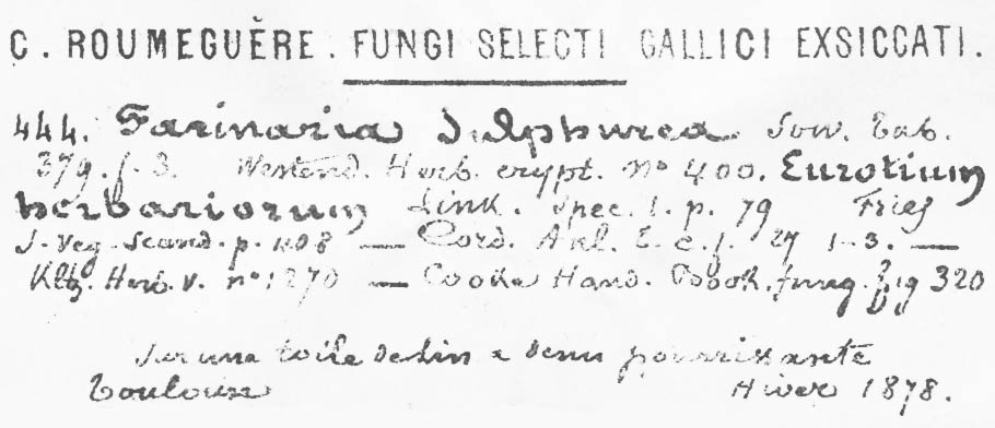 Farinaria sulphurea image