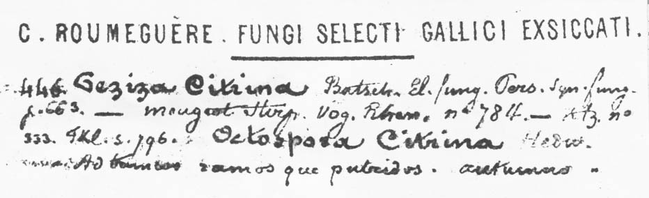 Peziza doloris image