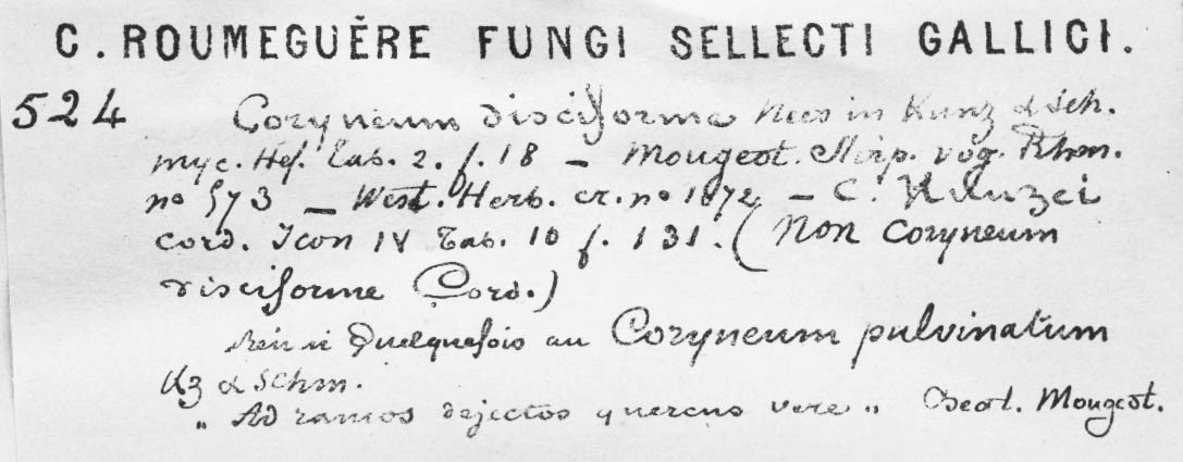 Pseudovalsaceae image