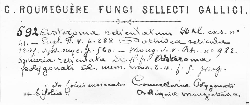Guignardia reticulata image