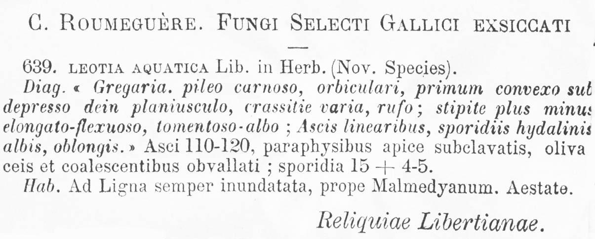 Leotia aquatica image