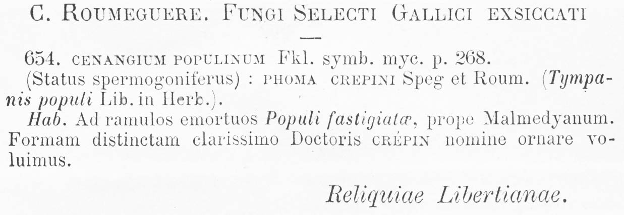 Cenangium populinum image