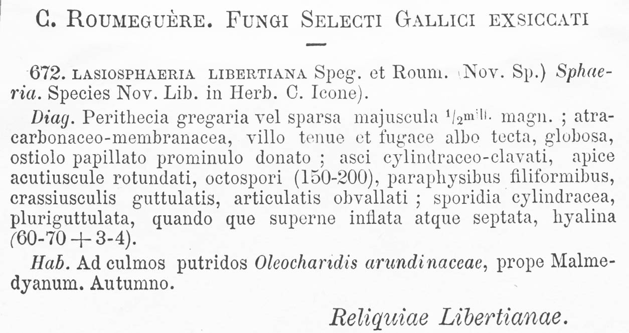 Lasiosphaeria libertiana image