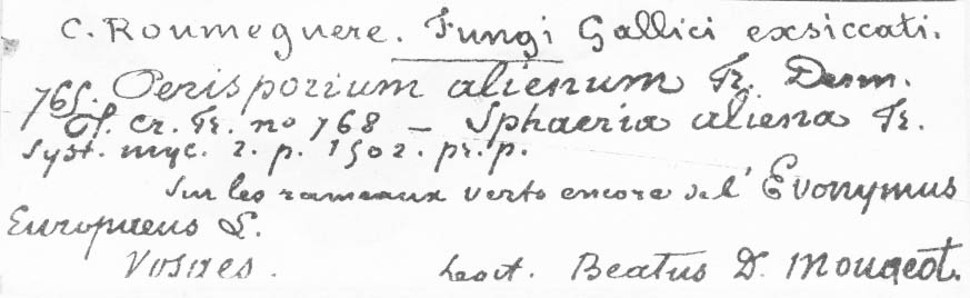 Perisporium alienum image