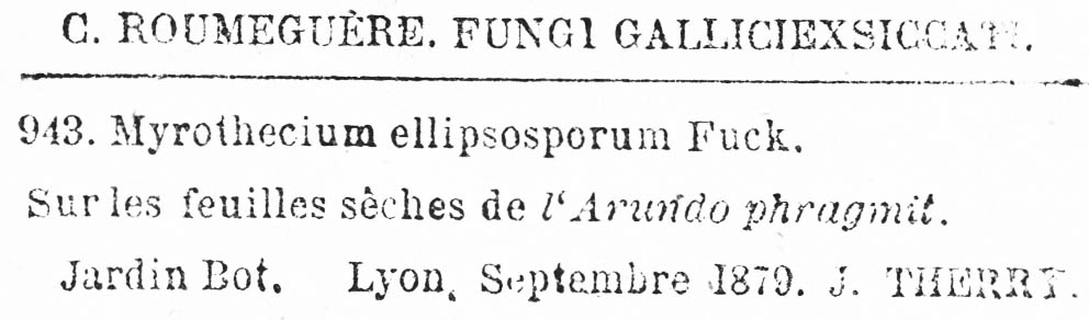 Myrothecium ellipsosporum image