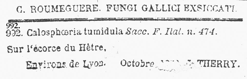 Calosphaeria tumidula image
