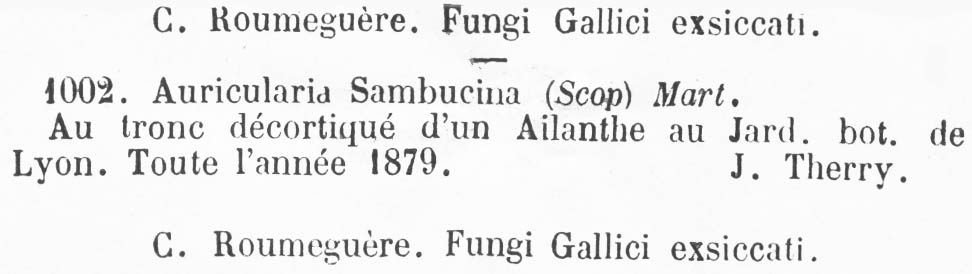 Auricularia sambucina image