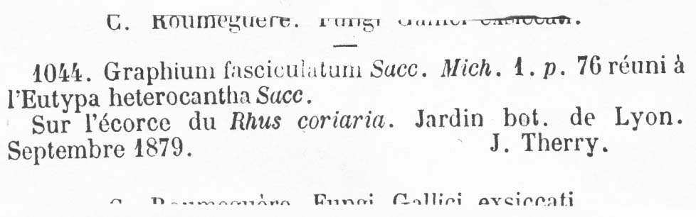 Graphium fasciculatum image