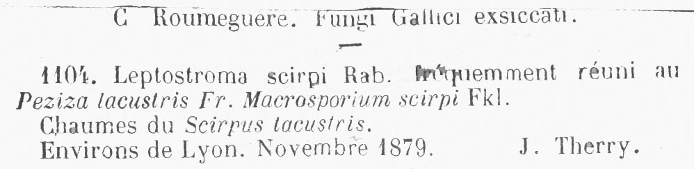 Leptostroma scirpi image