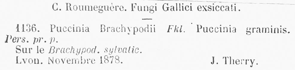Puccinia brachypodii var. brachypodii image