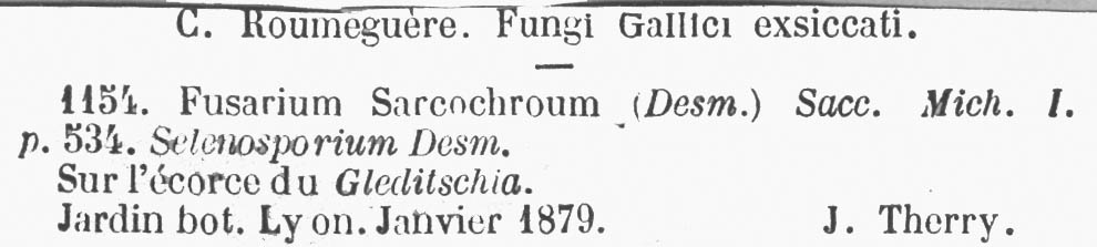 Fusarium sarcochroum image