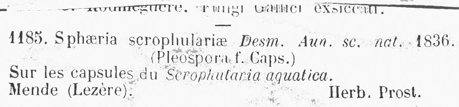 Lewia scrophulariae image