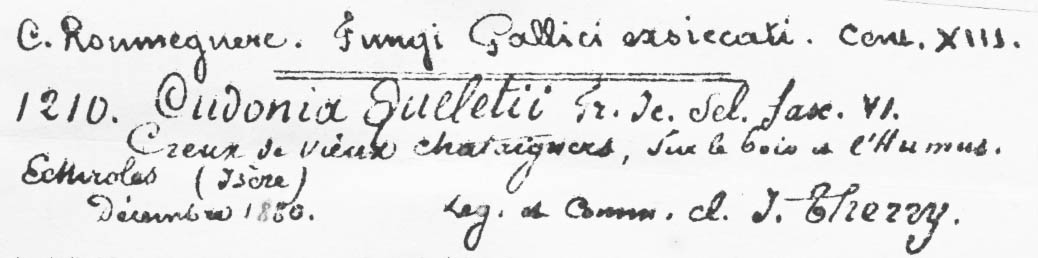 Cudoniella queletii image
