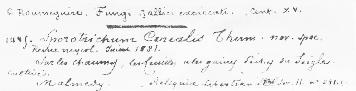 Oidiodendron cereale image