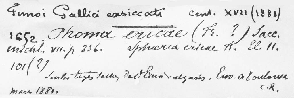 Phoma ericae image