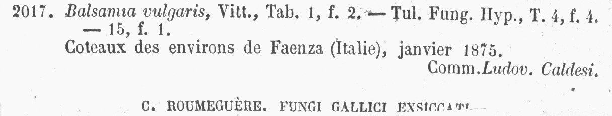 Balsamia vulgaris image