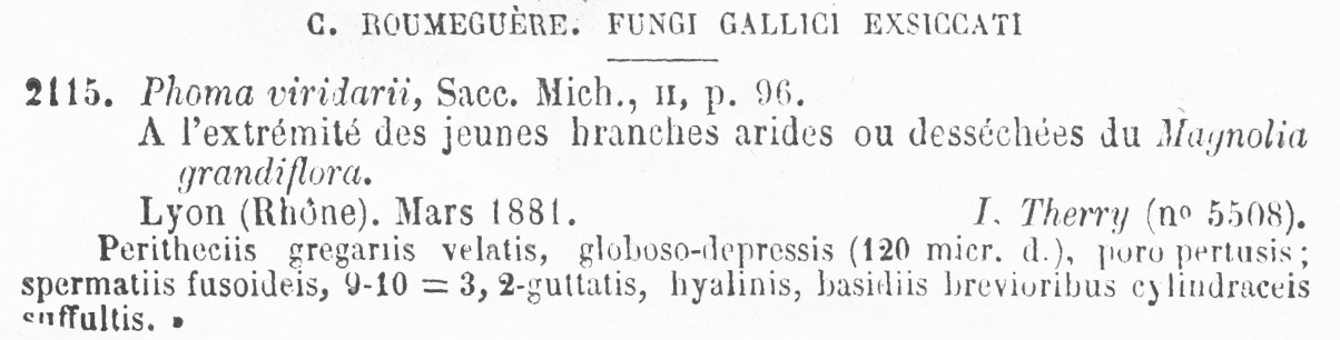 Phoma viridarii image