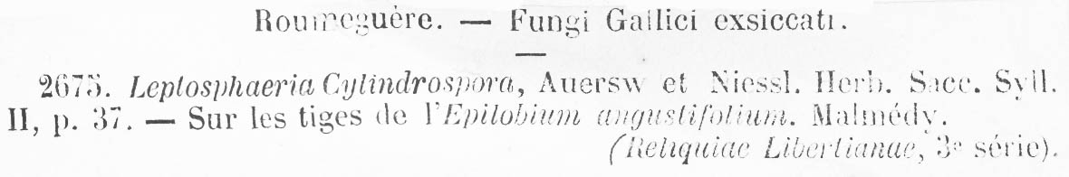 Leptosphaeria cylindrospora image