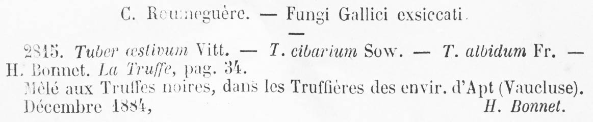Tuber aestivum image