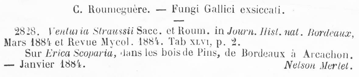 Protoventuria straussii image