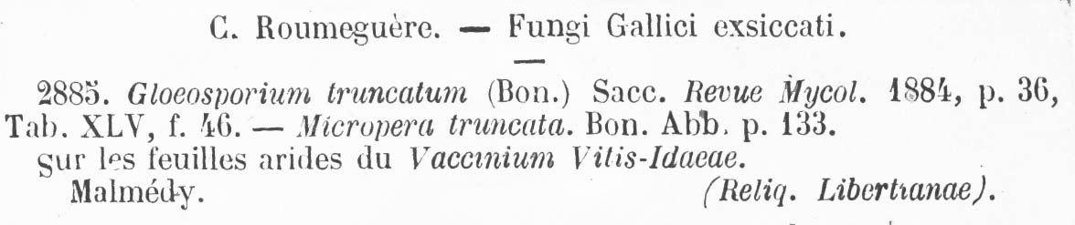 Gloeosporium truncatum image