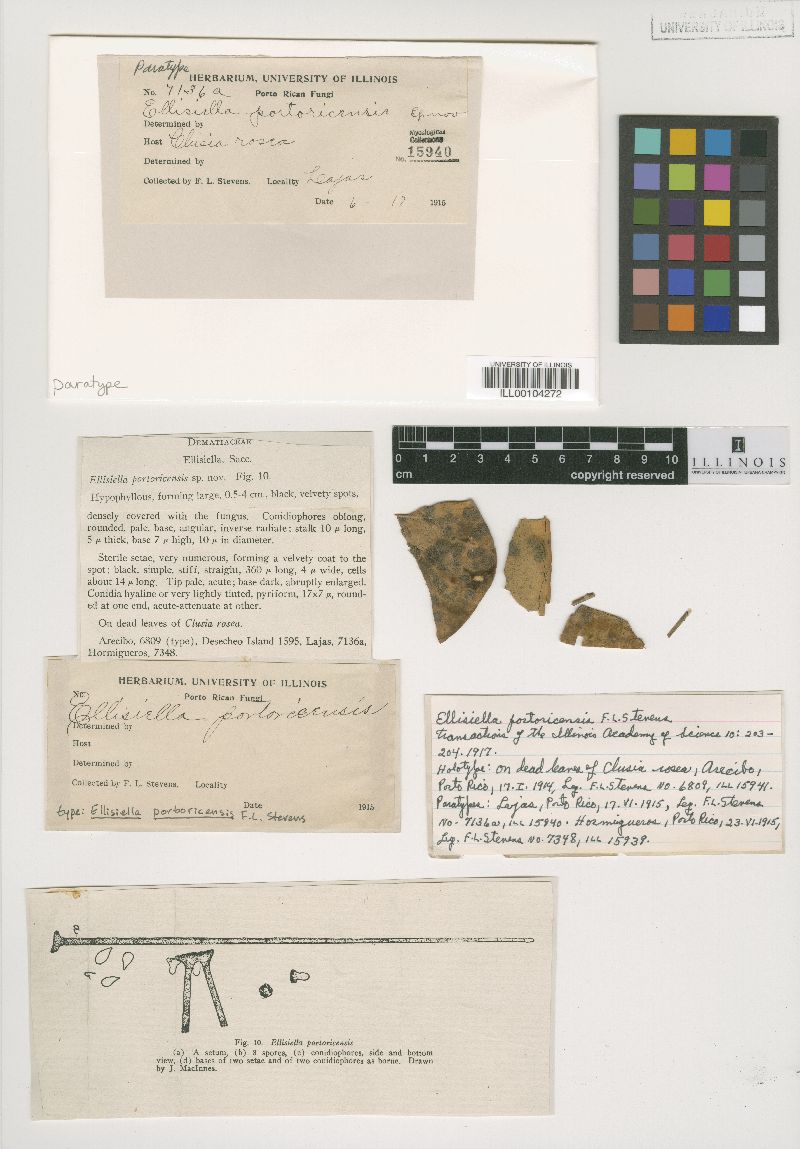 Beltraniella image
