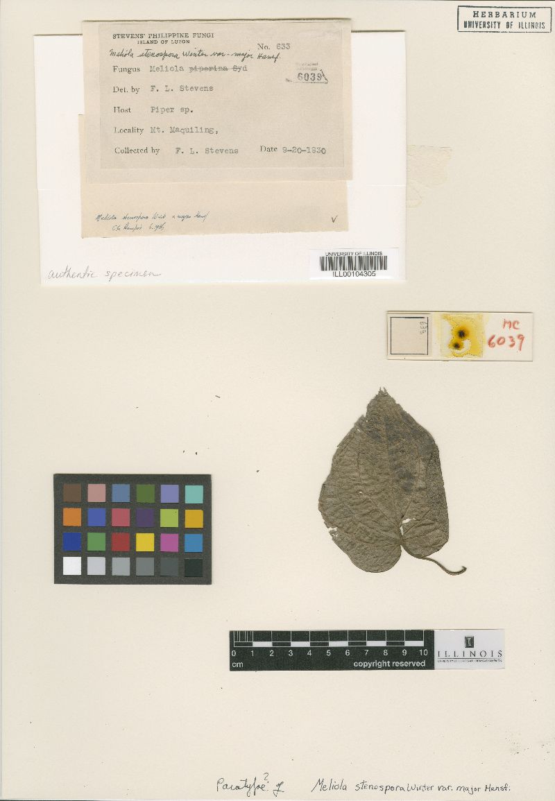 Meliola stenospora image