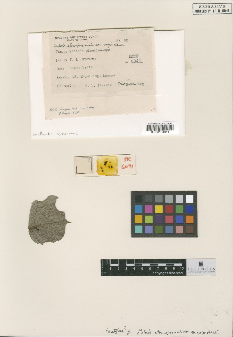 Meliola stenospora image