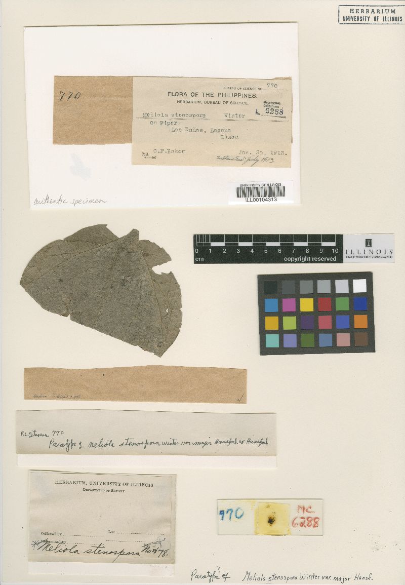 Meliolaceae image