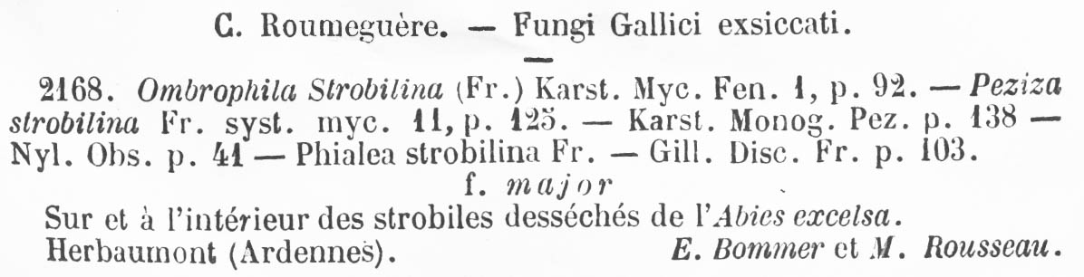 Rutstroemia bulgarioides image