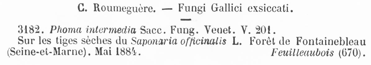 Phoma intermedia image