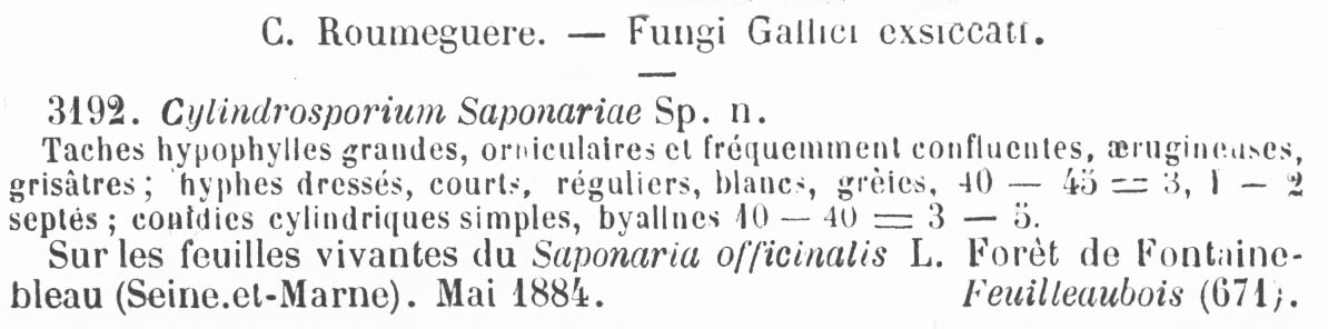 Cylindrosporium saponariae image
