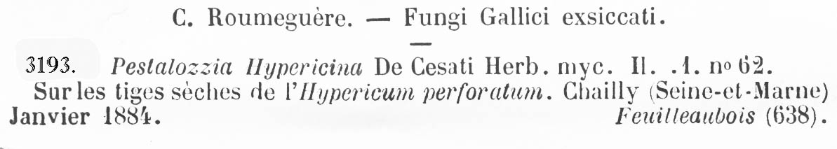 Seimatosporium hypericinum image