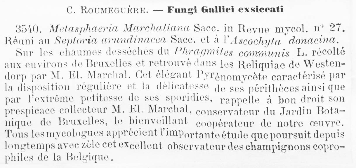 Metasphaeria marchaliana image