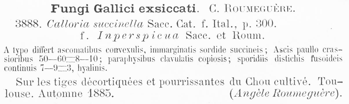 Calloria succinella image