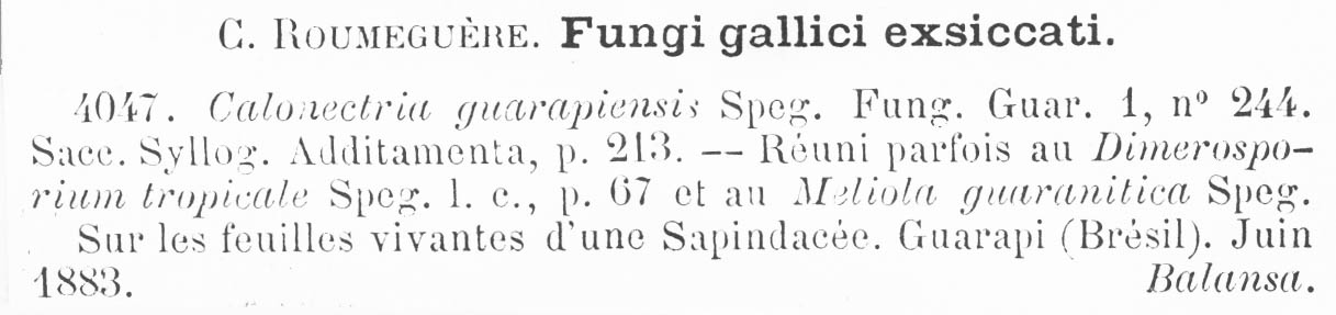 Calonectria guarapiensis image