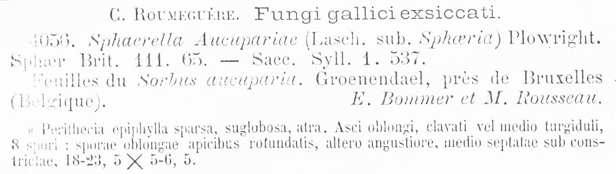 Didymosphaeria aucupariae image
