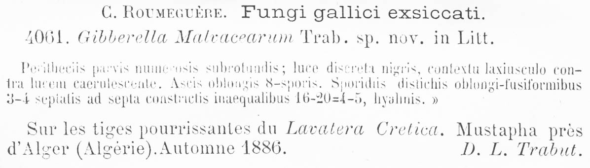 Gibberella malvacearum image
