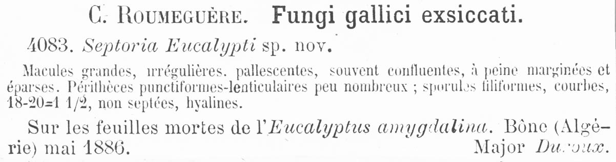 Septoria eucalypti image