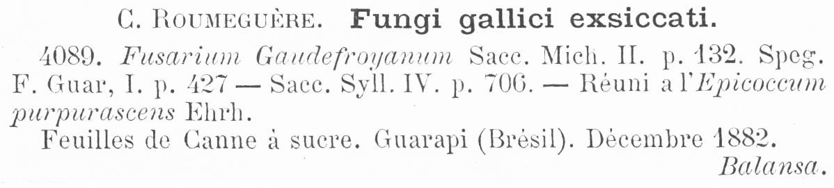 Fusarium gaudefroyanum image